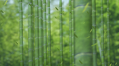绿海竹林大屏背景循环视频的预览图