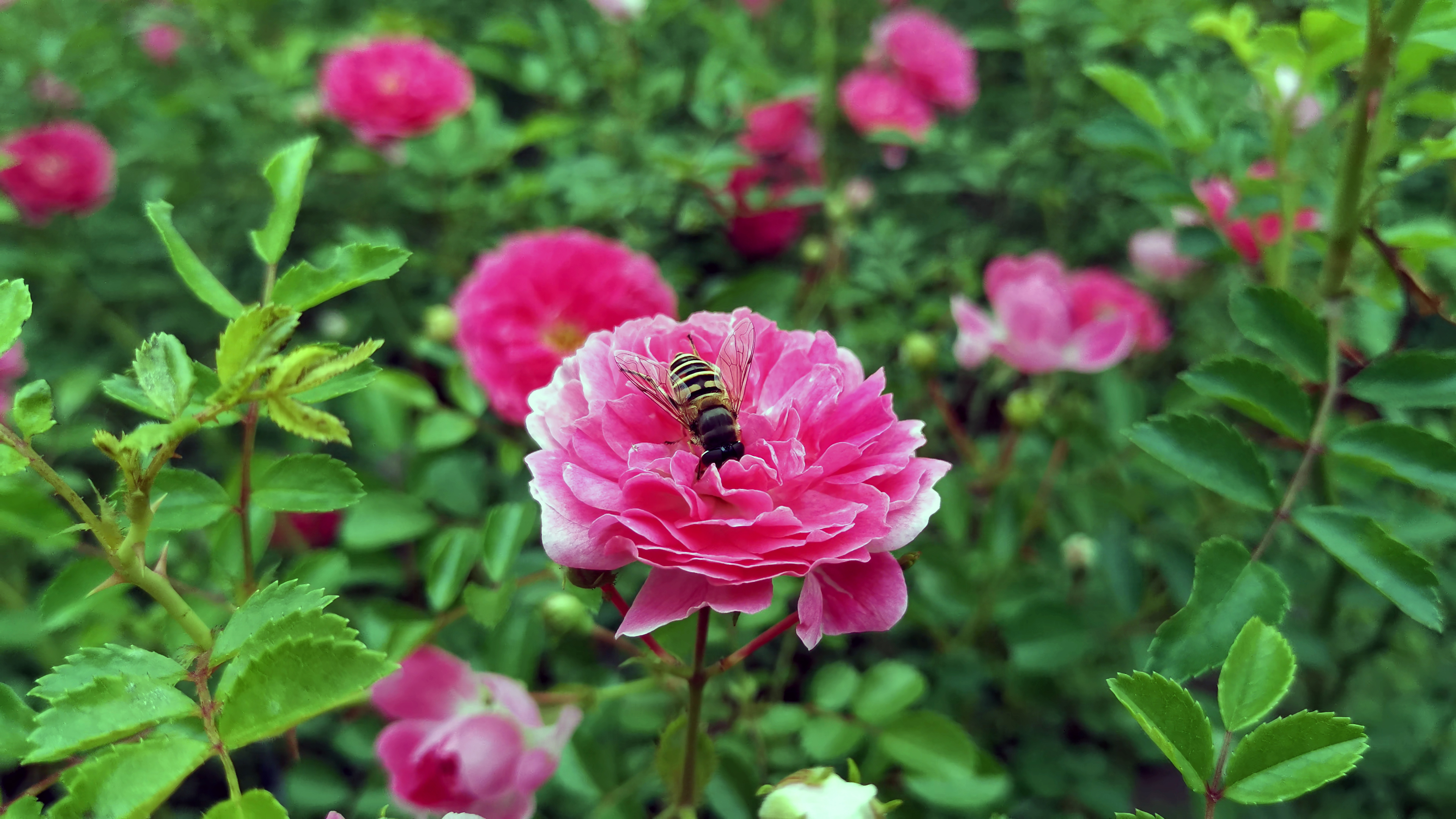 1080P实拍蜜蜂花中采蜜视频的预览图