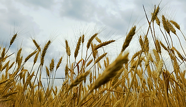 4K实拍小麦子成熟黄金视频视频的预览图