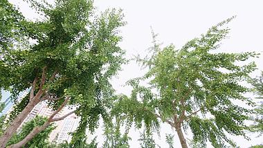 1080P城市公园树木植物视频的预览图