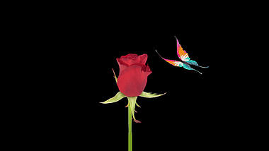 免抠带透明通道蝴蝶绕着玫瑰花挂件视频的预览图