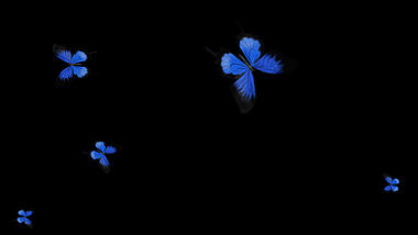 蓝色仿真蝴蝶飞舞免抠带通道素材视频的预览图