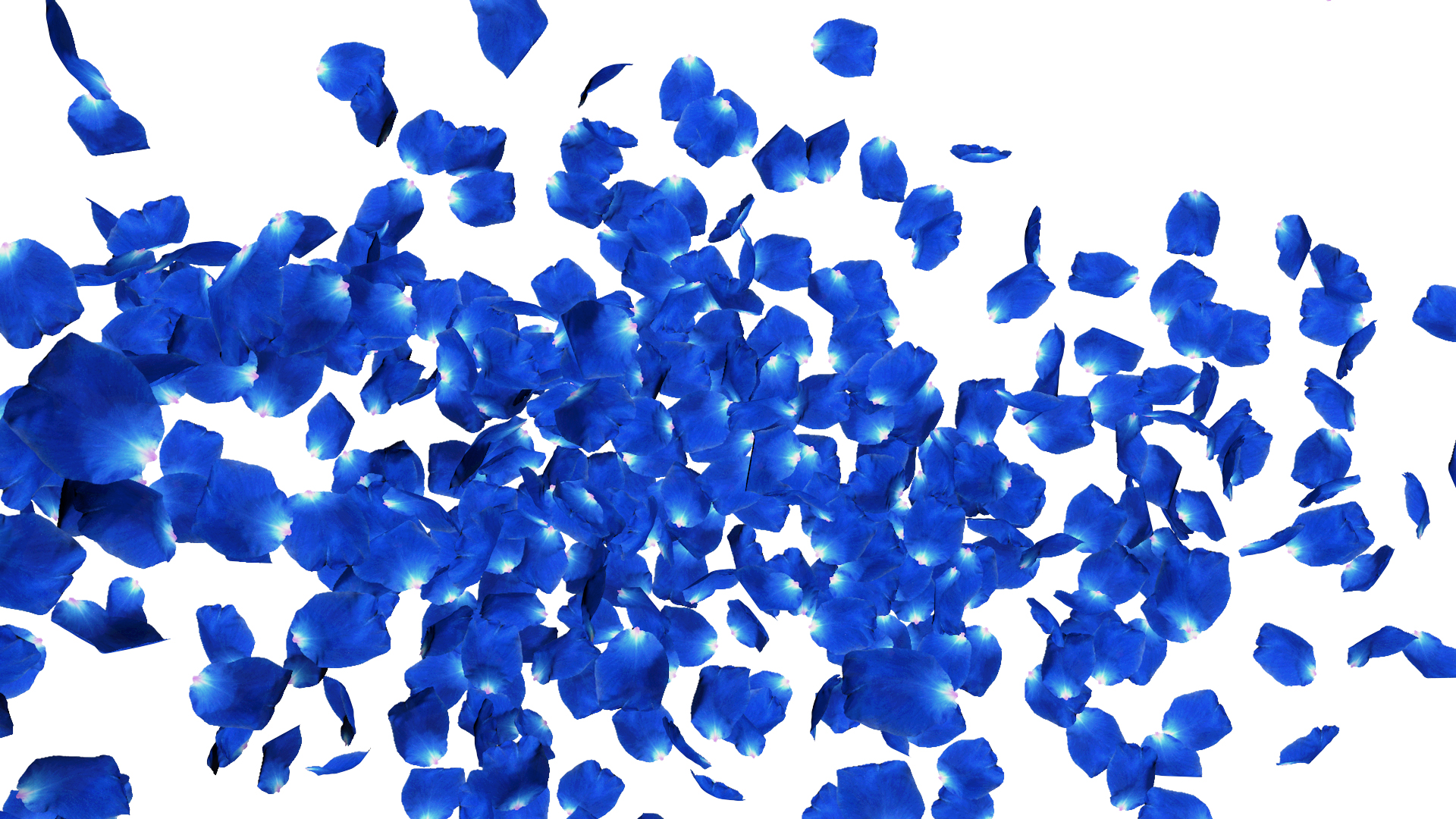 蓝色透明通道花瓣ae模板视频的预览图