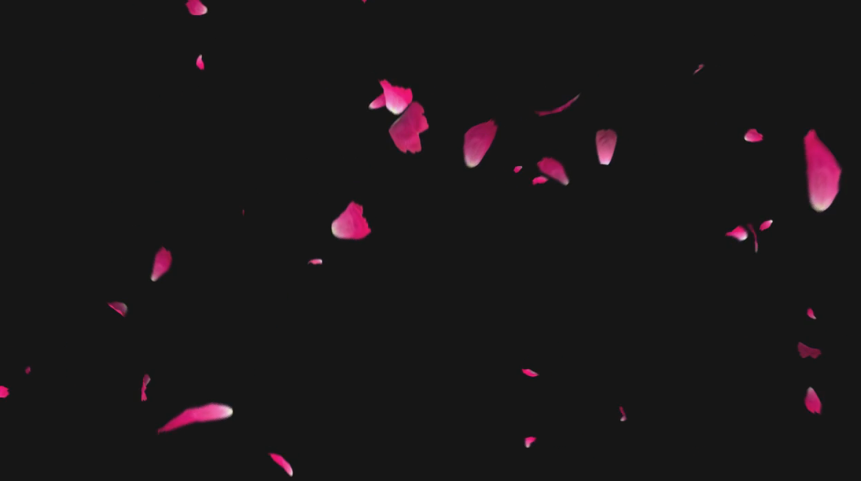 粉红色免抠后期带通道花瓣展示视频的预览图