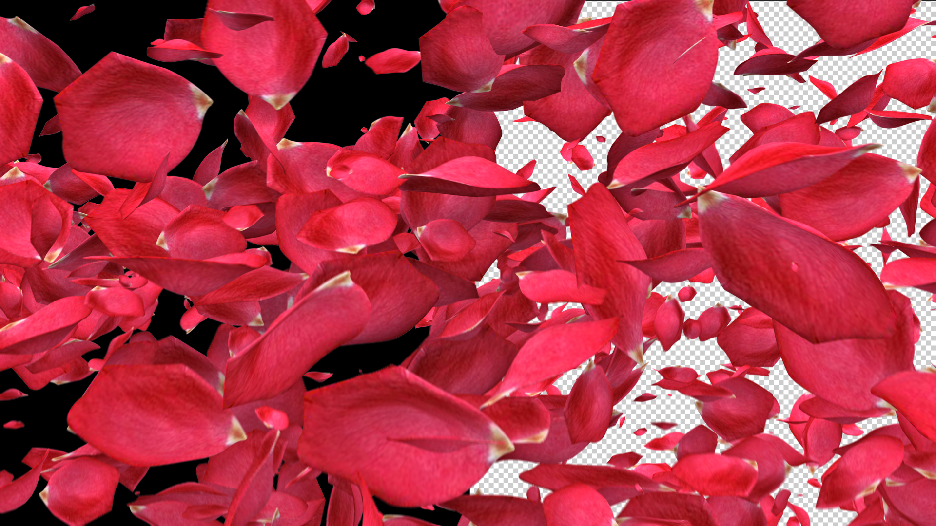 三维质感玫瑰花瓣飘散透明通道视频的预览图