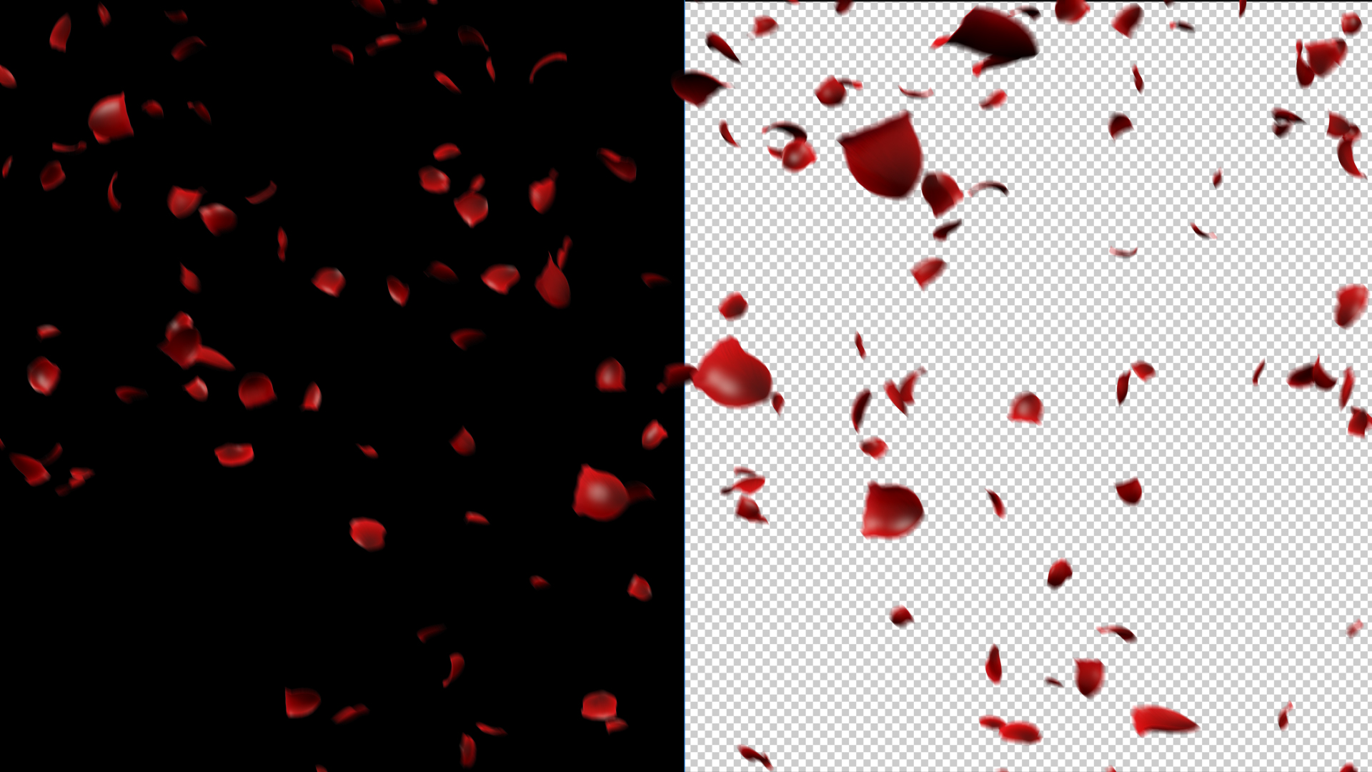 三种玫瑰花瓣洒落飘落带透明通道素材视频的预览图