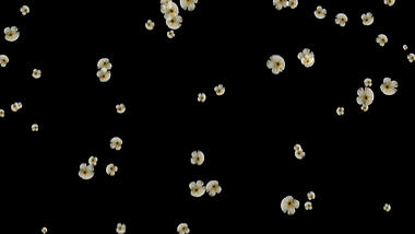 清新花朵花瓣元素ae模板视频的预览图