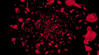 红色玫瑰花瓣旋转穿梭带通道素材视频的预览图