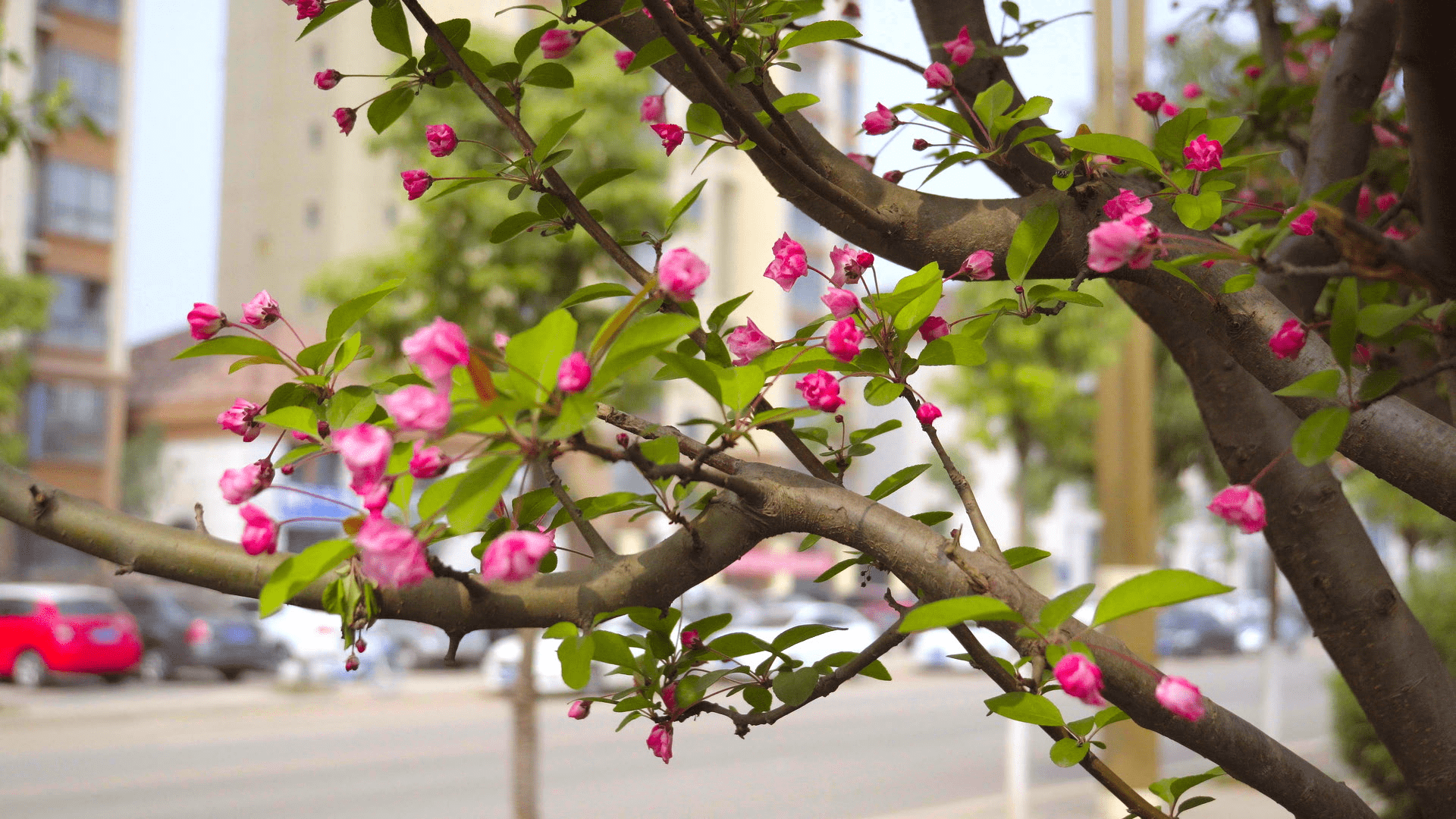 城市春天粉红唯美花朵盛开视频的预览图