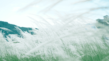 唯美空镜头芦苇随风飘动视频的预览图