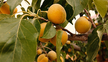 4k实拍杏树成熟的果实视频视频的预览图