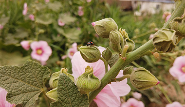 4k实拍小花朵上瓢虫动物视频的预览图