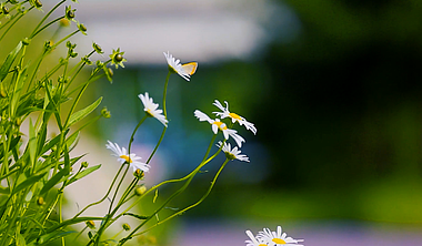 1080p实拍唯美风中小雏菊花朵视频的预览图