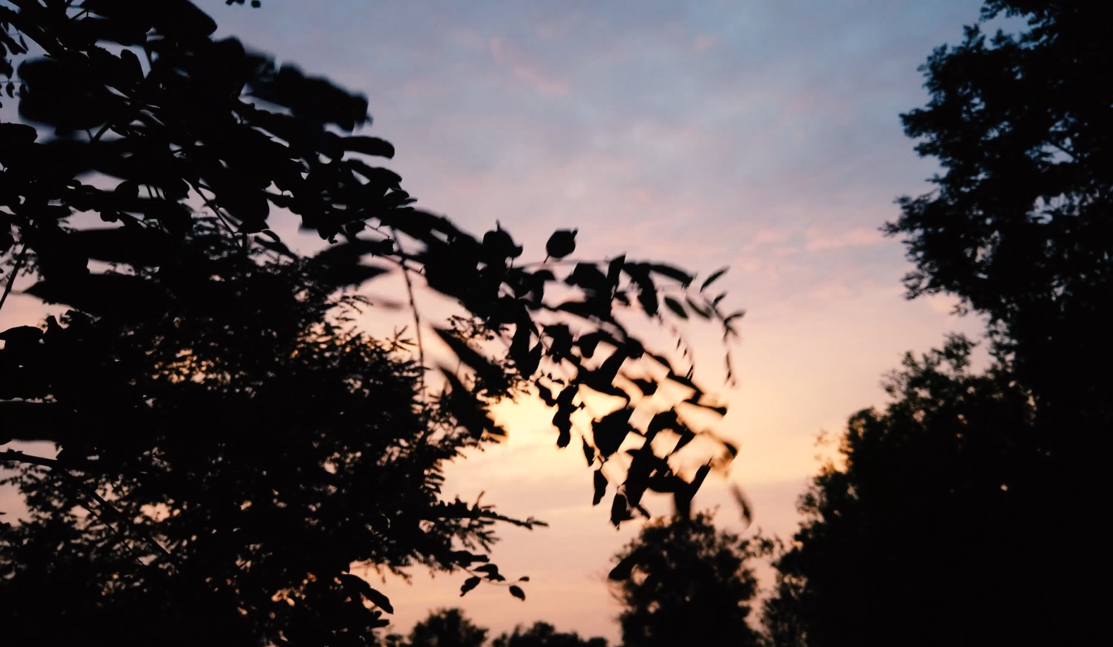 4k实拍树叶云朵夕阳唯美视频素材视频的预览图