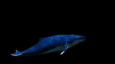 鲲鹏鲸鱼大鱼透明带通道ae模板视频的预览图