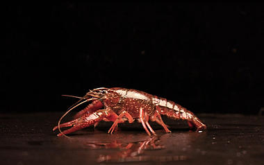 黑色背景上一只鲜活的小龙虾视频的预览图