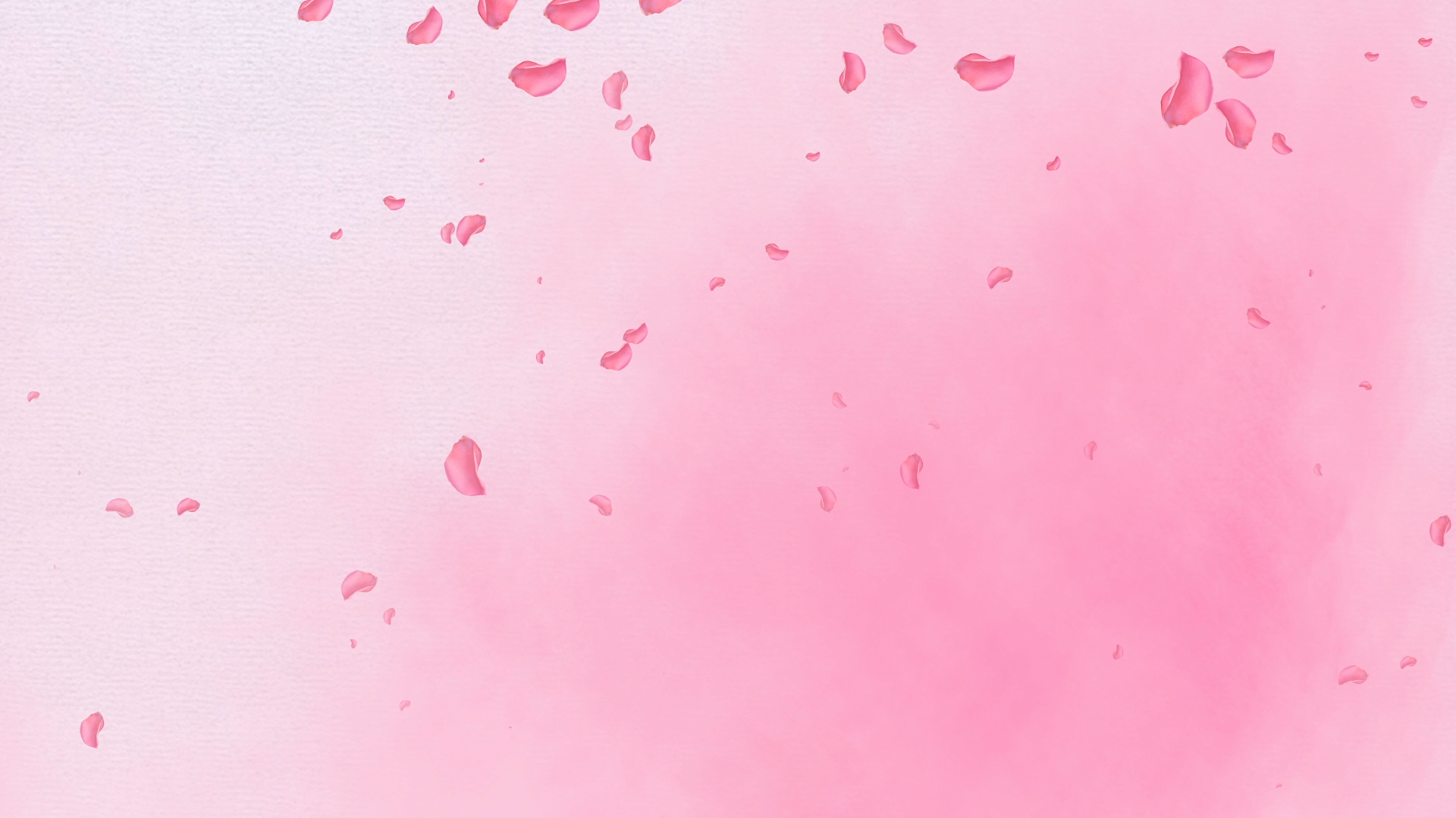 花瓣落下粉色浪漫背景视频ae模板视频的预览图