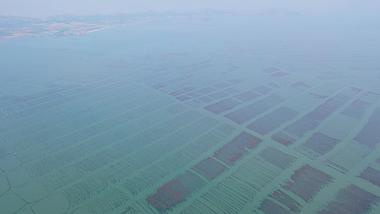 航拍高清震撼壮观海带养殖场视频的预览图