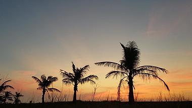 夏季日落热带椰子树延时视频的预览图