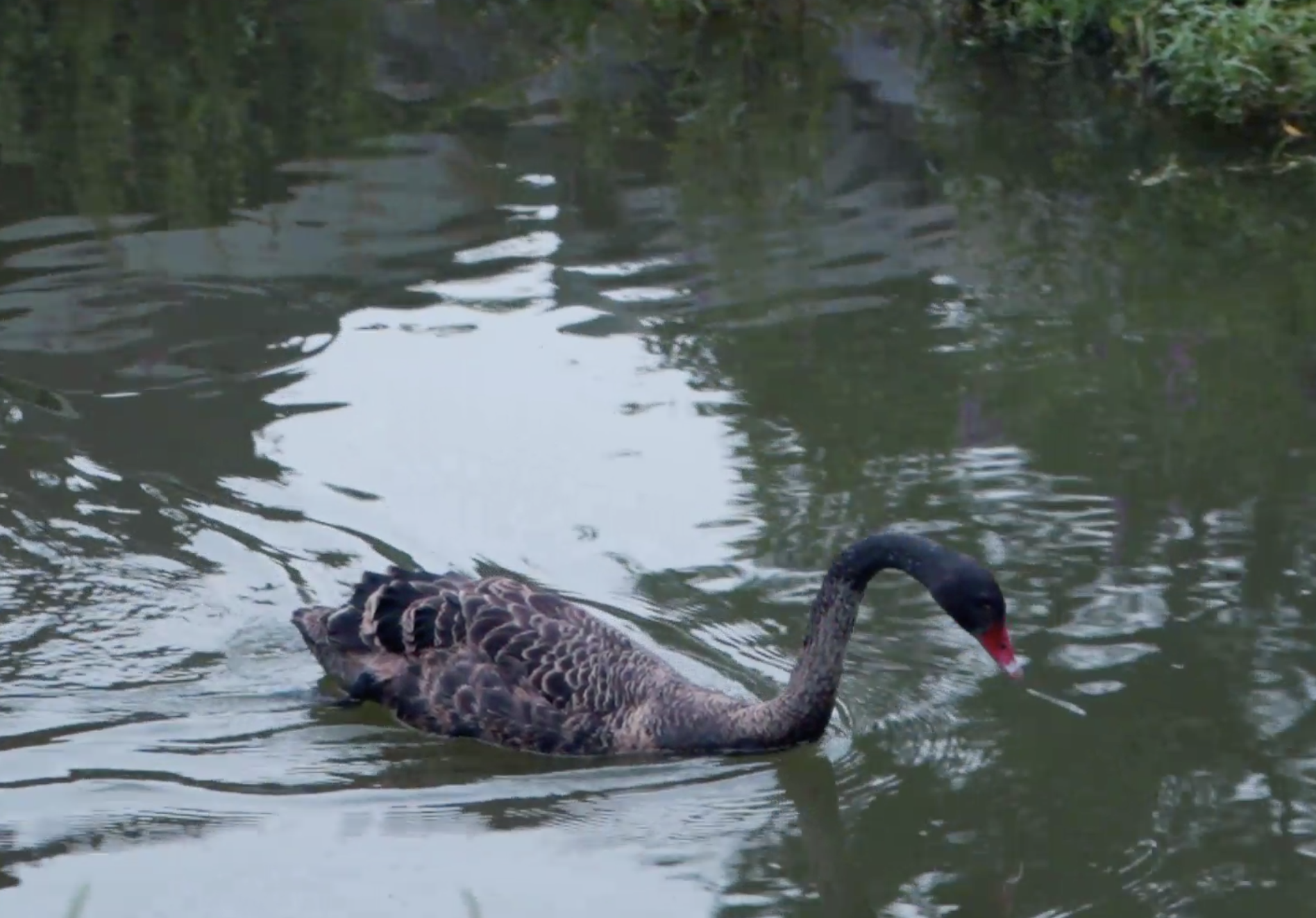 1080p池塘黑天鹅实拍视频的预览图