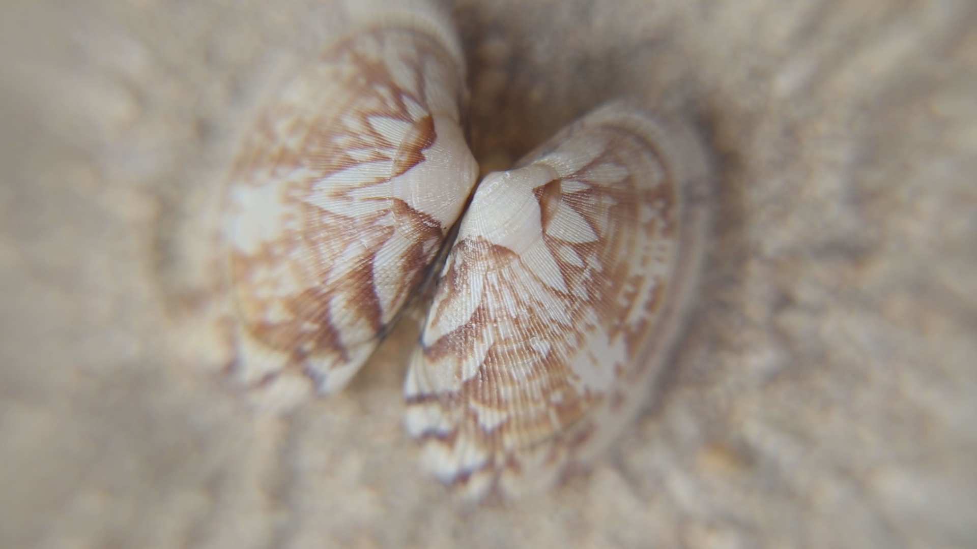 微距近摄贝壳花纹海鲜高清视频的预览图