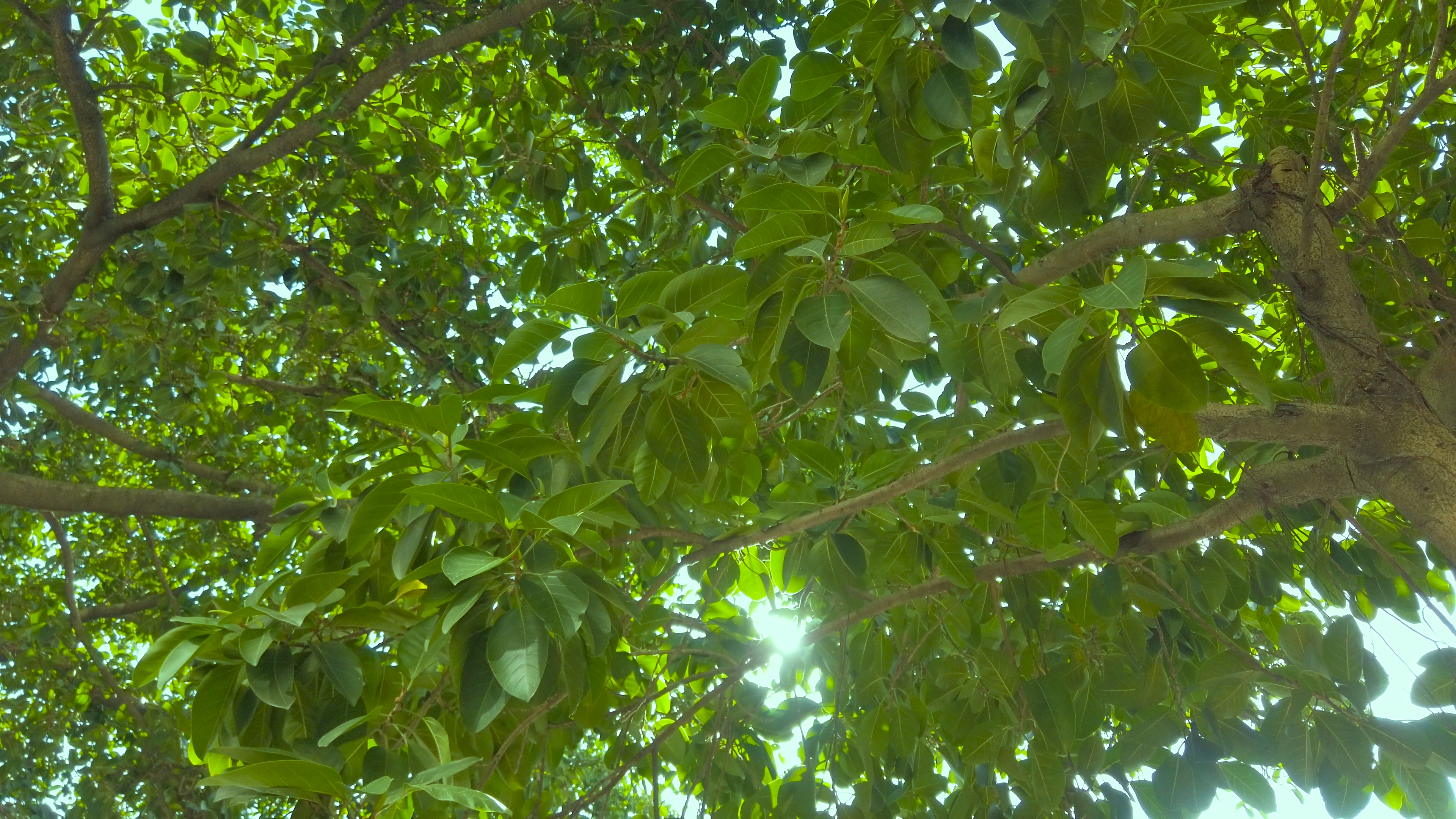 4K树荫下的阳光实拍视频视频的预览图
