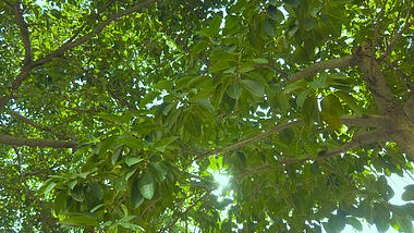 4K树荫下的阳光实拍视频视频的预览图