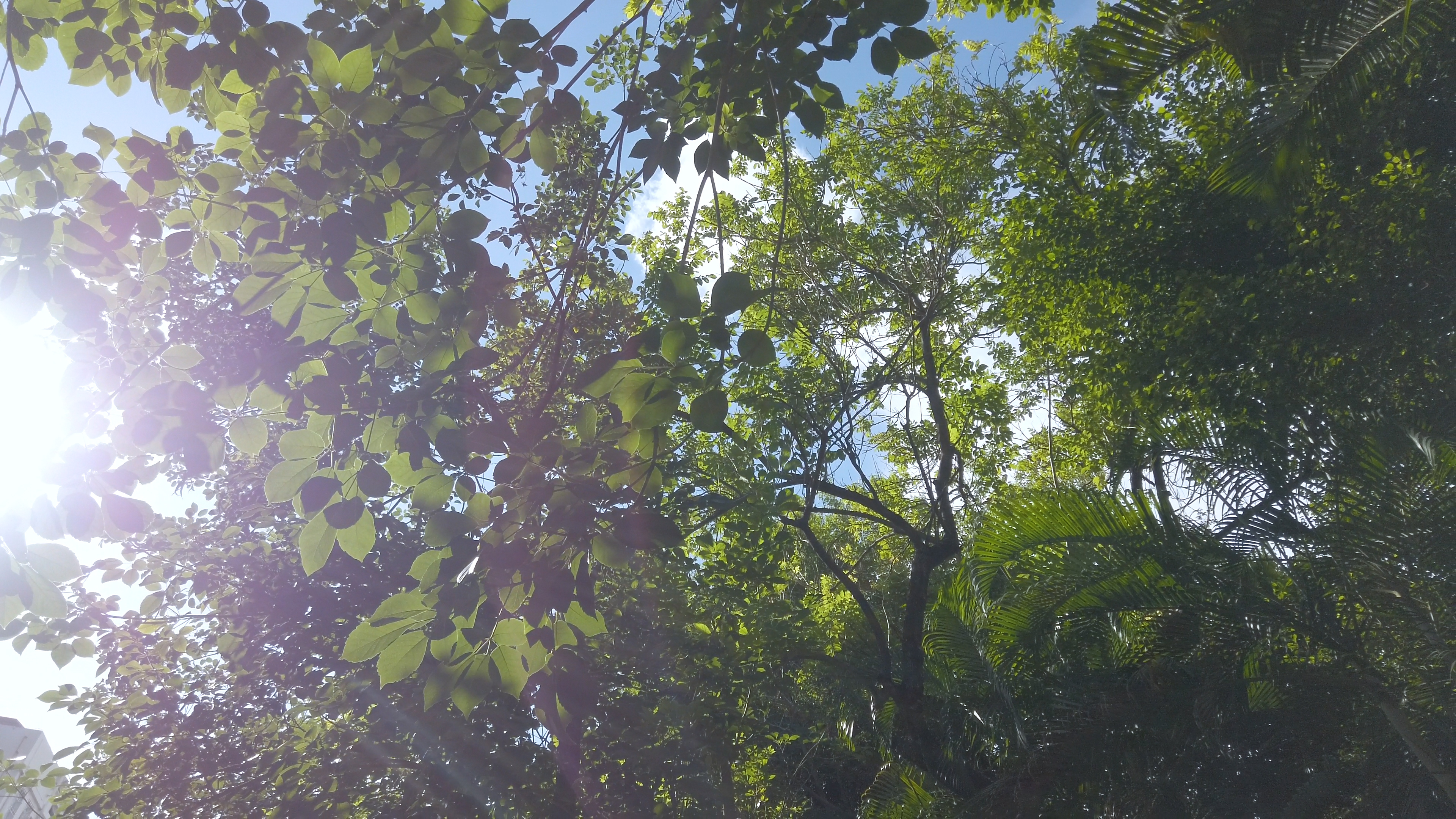 4K晴天树林中的一束阳光视频的预览图
