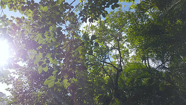 4K晴天树林中的一束阳光视频的预览图