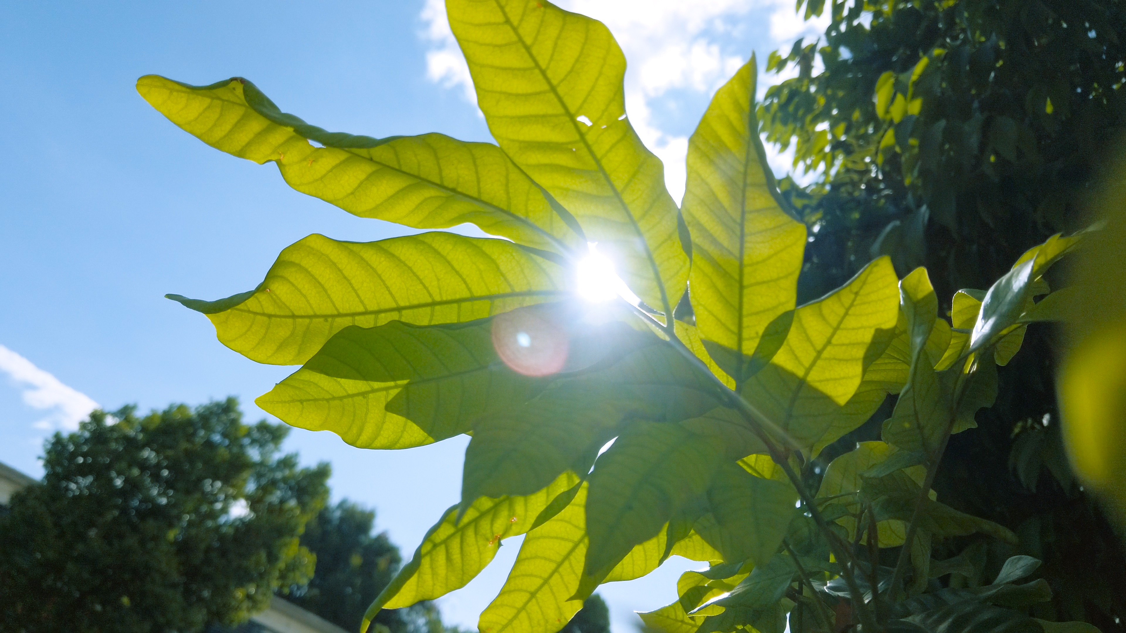4K一束照在植物上的阳光视频的预览图