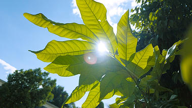 4K一束照在植物上的阳光视频的预览图