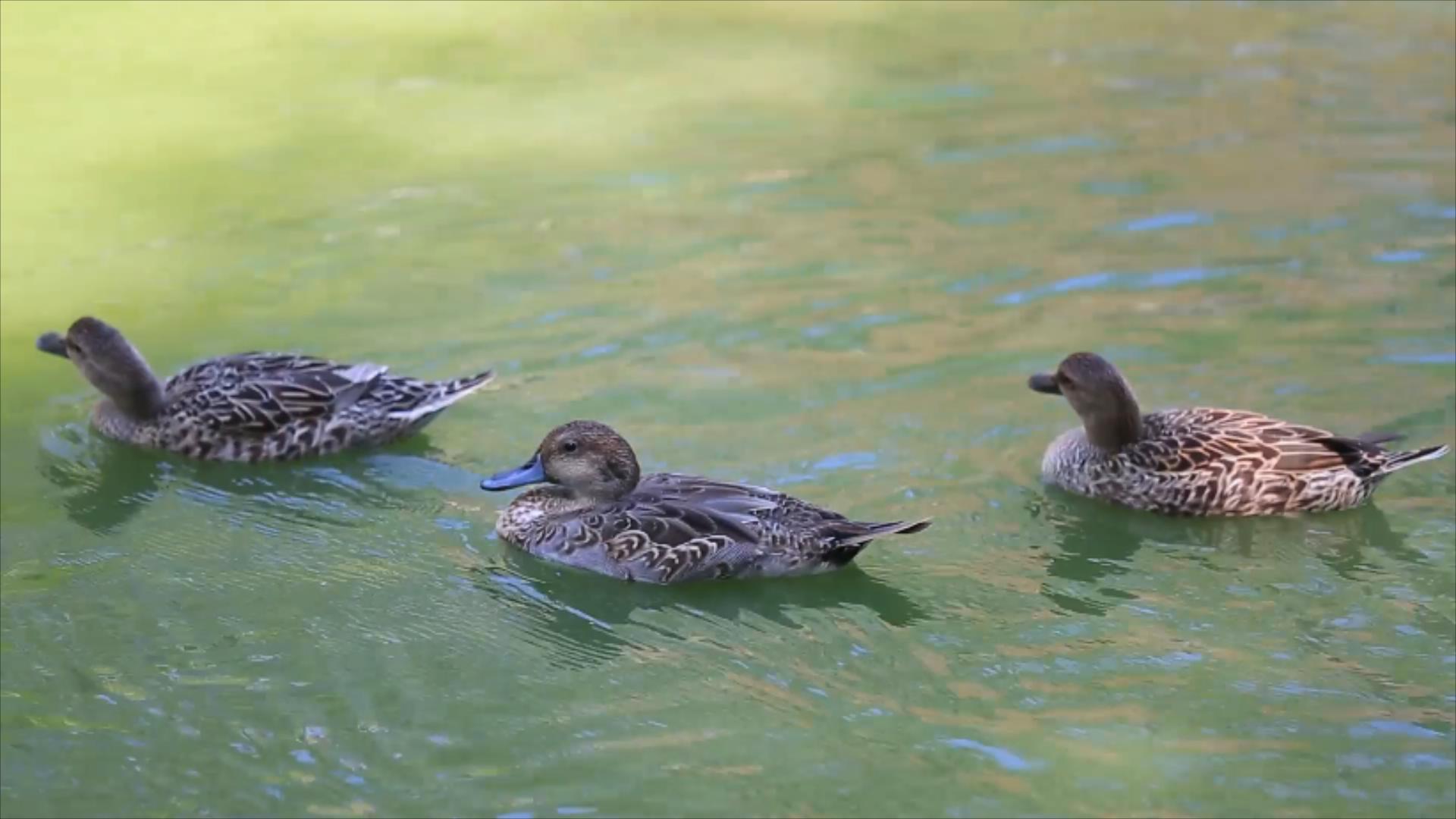 1080P高清湖水中游泳的鸳鸯哈鸭子视频的预览图