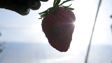 4K草莓在阳光下晶莹剔透实拍视频视频的预览图