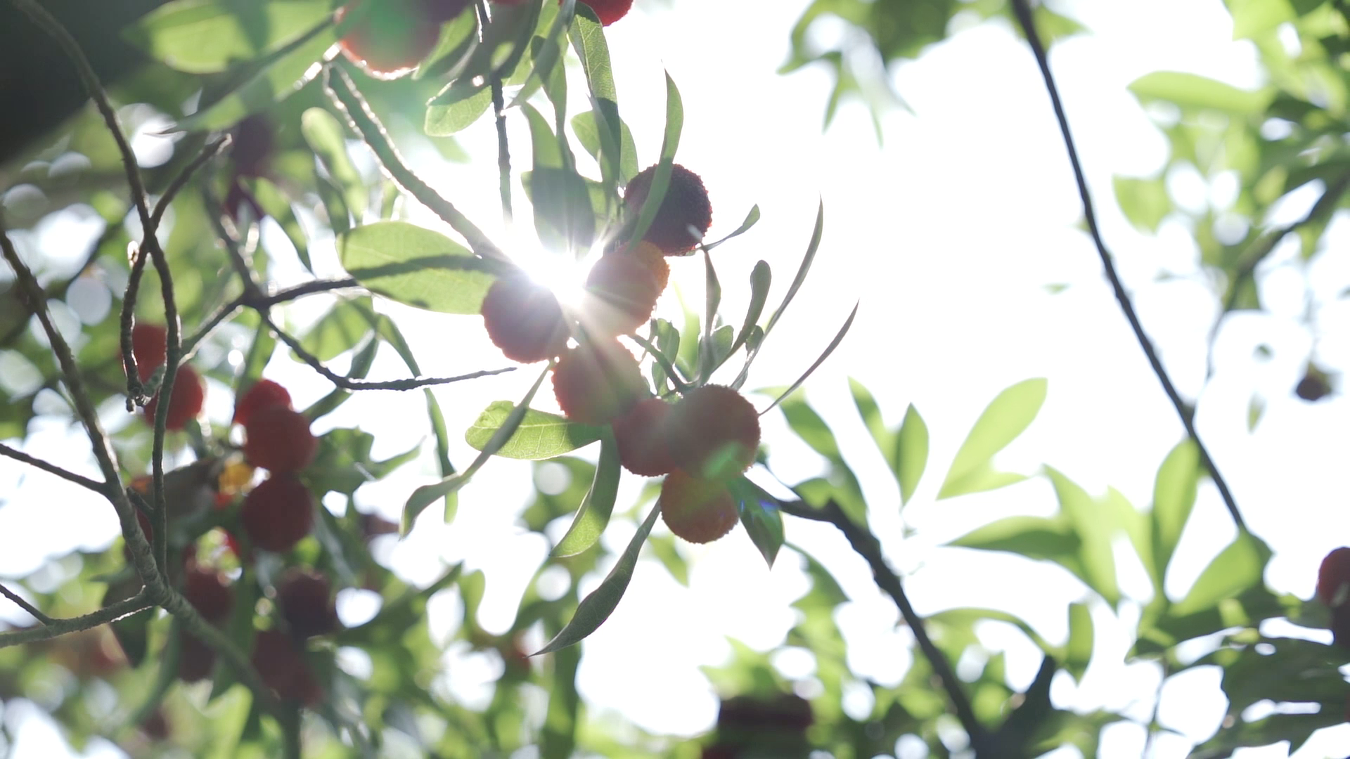 1080P树枝上的杨梅在夏日阳光下闪烁实拍视频的预览图