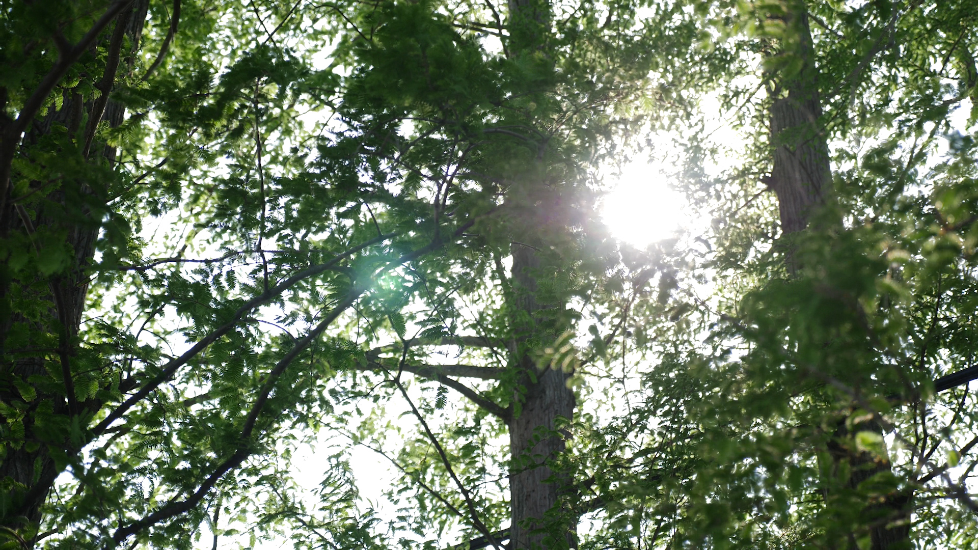 1080P夏日阳光透过树枝闪烁视频的预览图