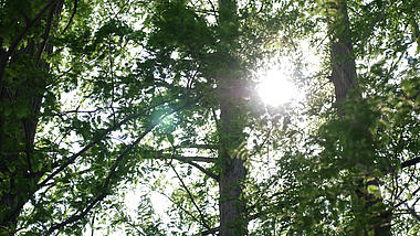 1080P夏日阳光透过树枝闪烁视频的预览图