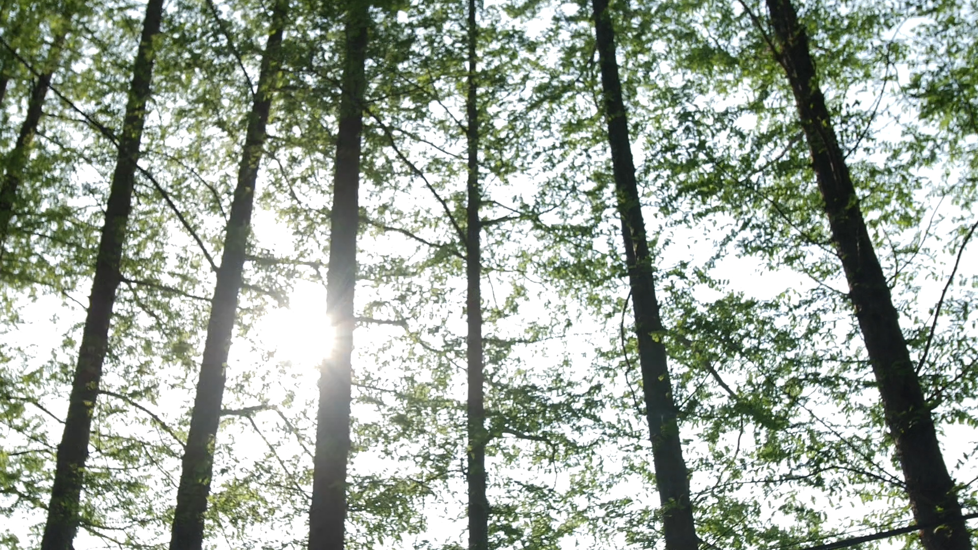 1080P夏日阳光在树林间穿行视频的预览图