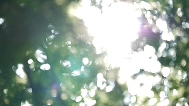 1080P夏日阳光树叶斑驳光影视频的预览图