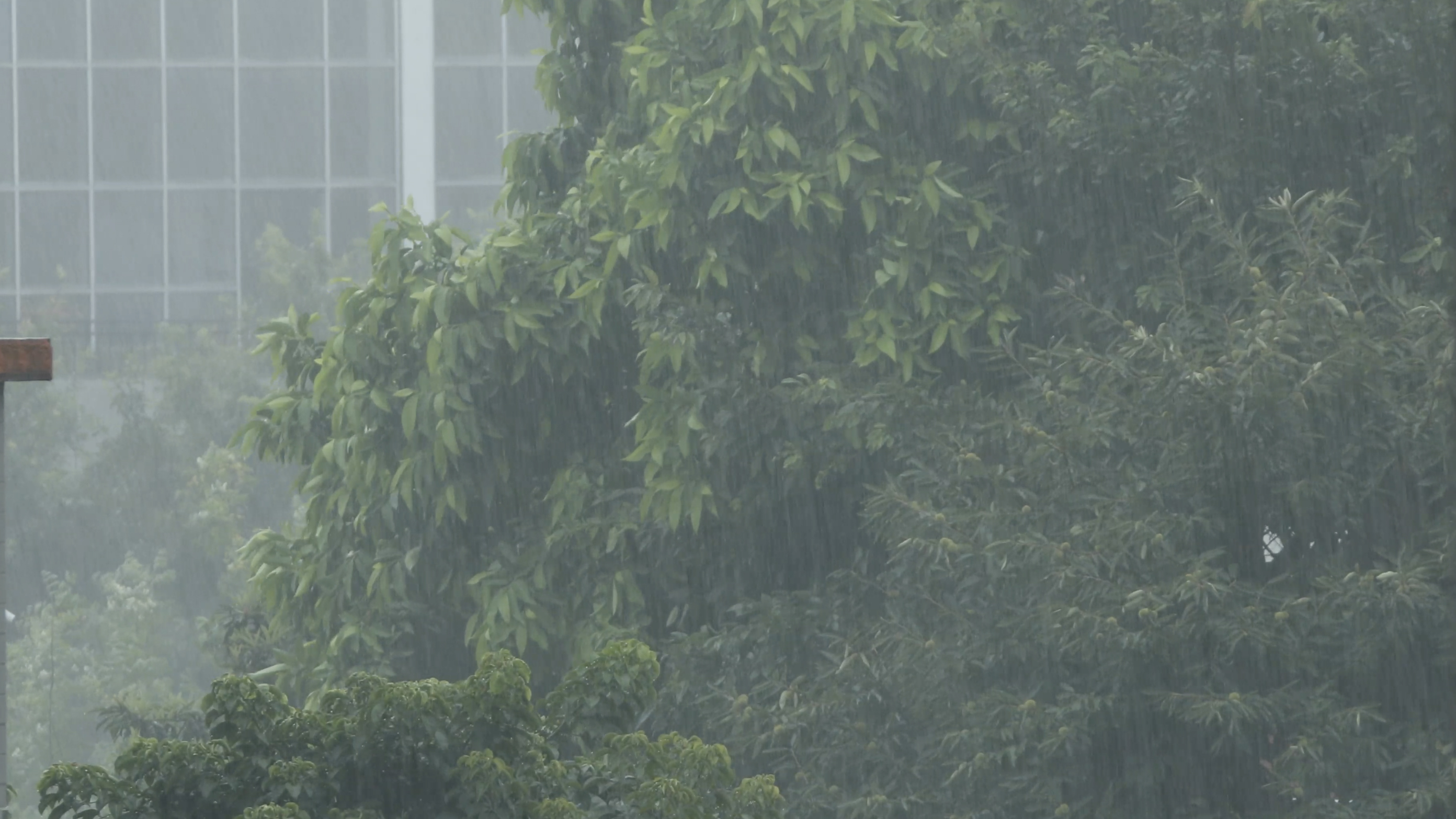 4k双机位唯美下雨天树叶特写视频的预览图