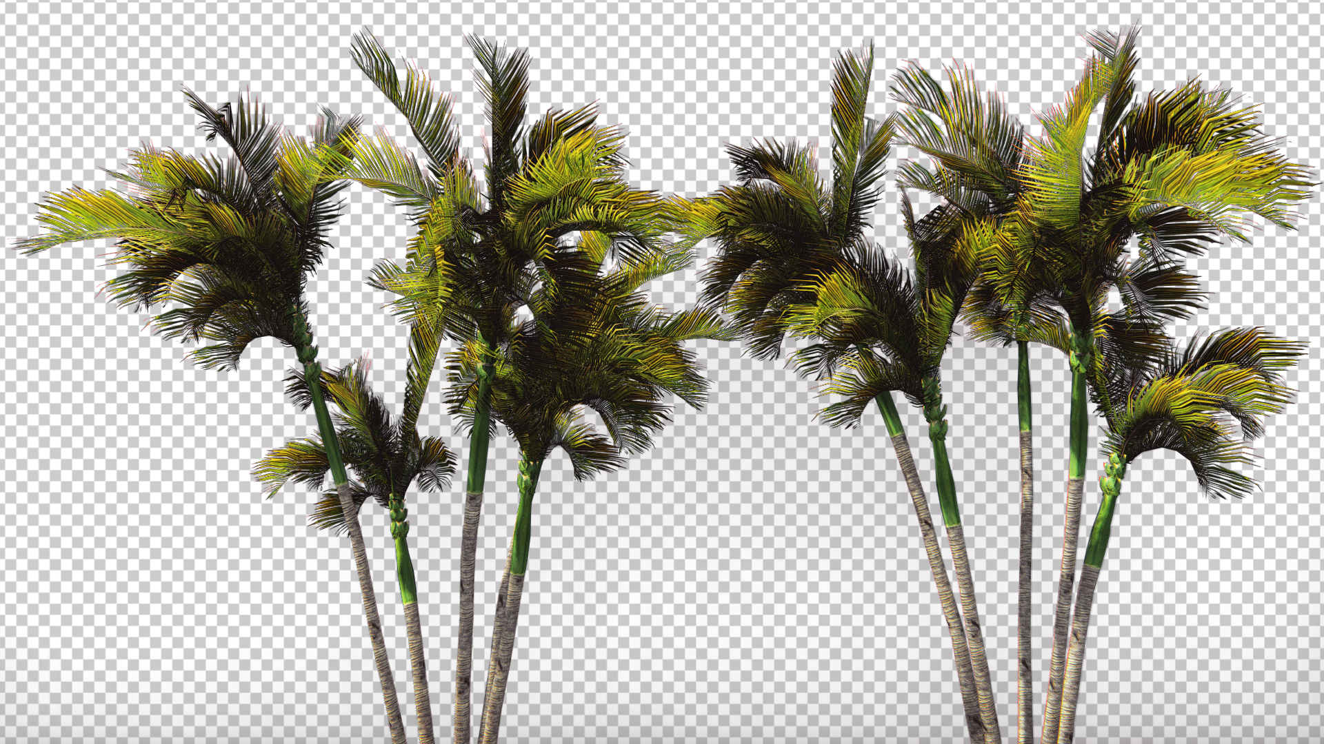 棕榈树木风吹摆动透明通道无限循环视频的预览图
