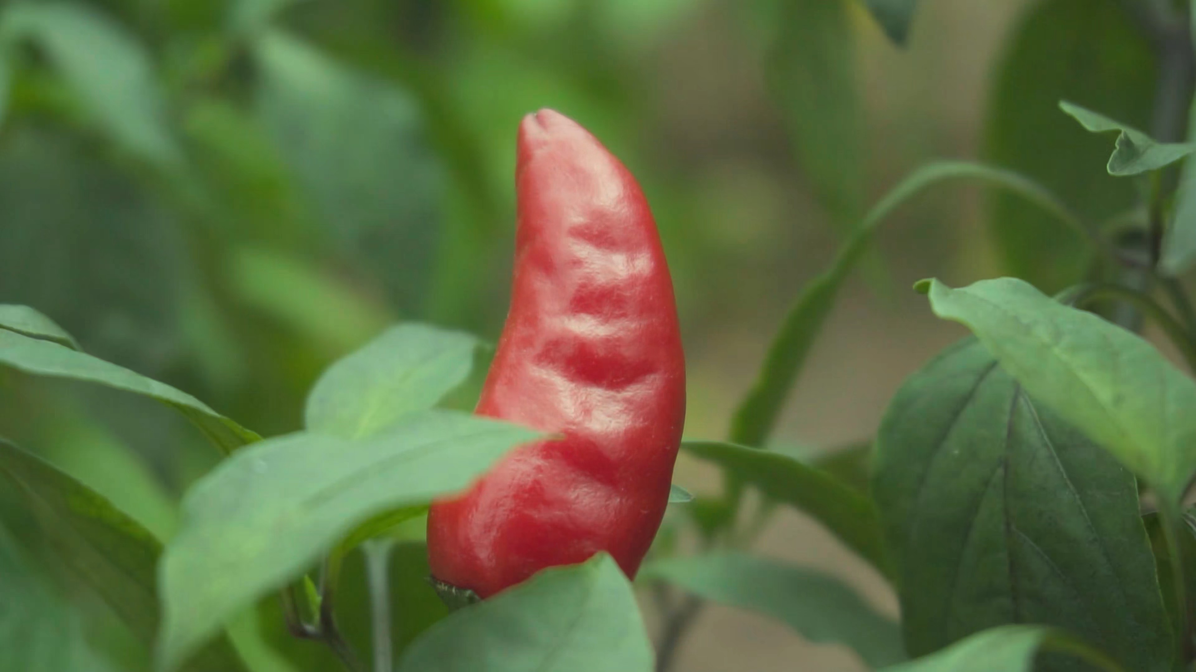 4K实拍长在地里的红辣椒视频素材视频的预览图
