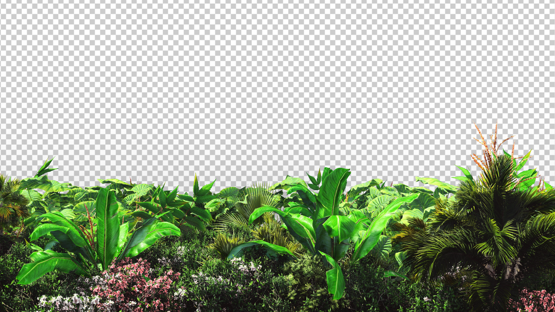 森林草丛植物草地透明通道视频的预览图