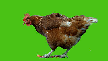 母鸡啄食绿幕视频ae模板视频的预览图