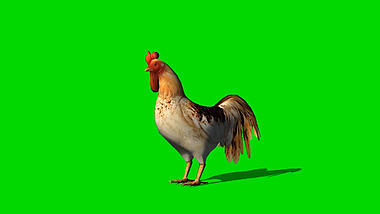 鸡绿幕特效合成抠像视频ae模板视频的预览图