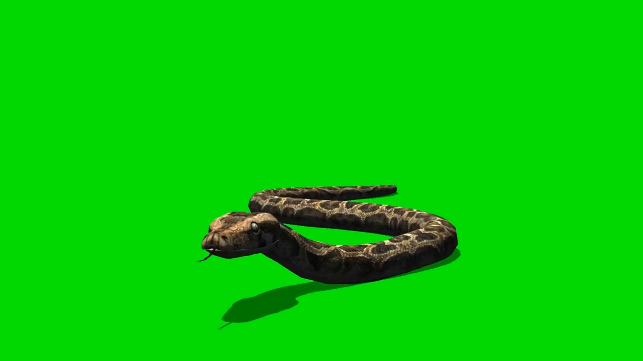 蛇在地上穿梭游动绿幕视频ae模板视频的预览图