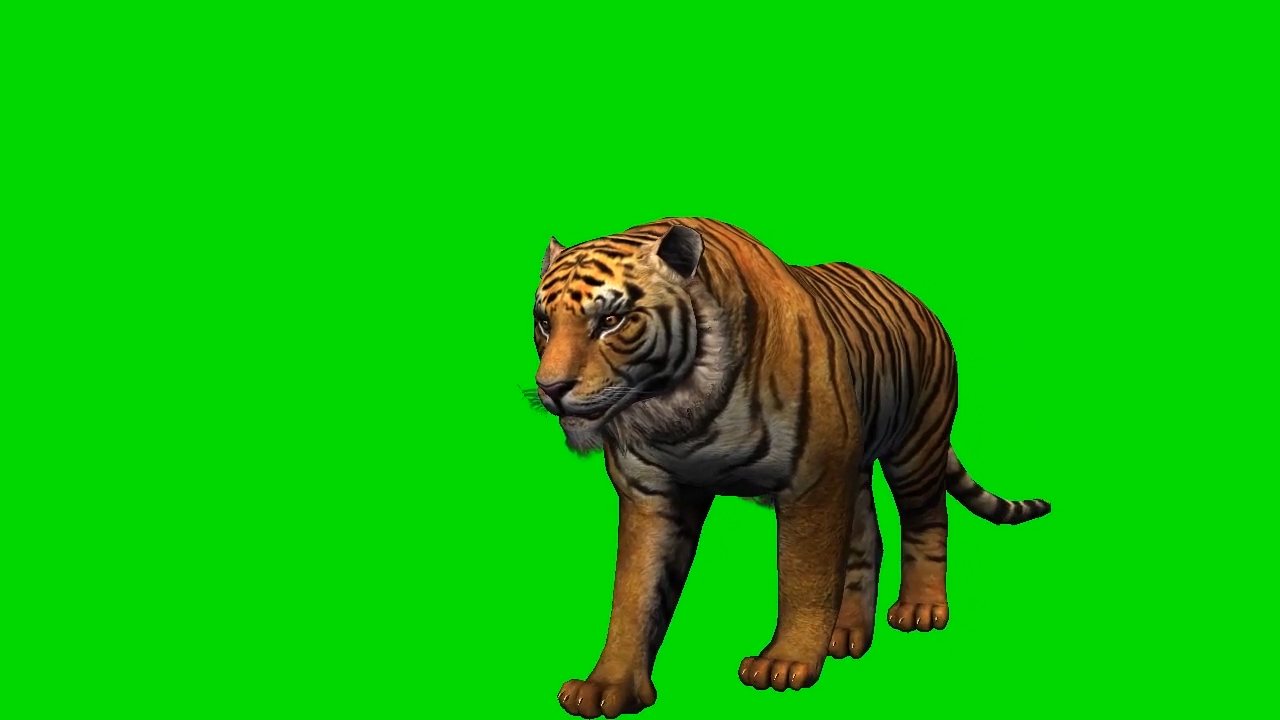 老虎多角度绿幕视频ae模板视频的预览图