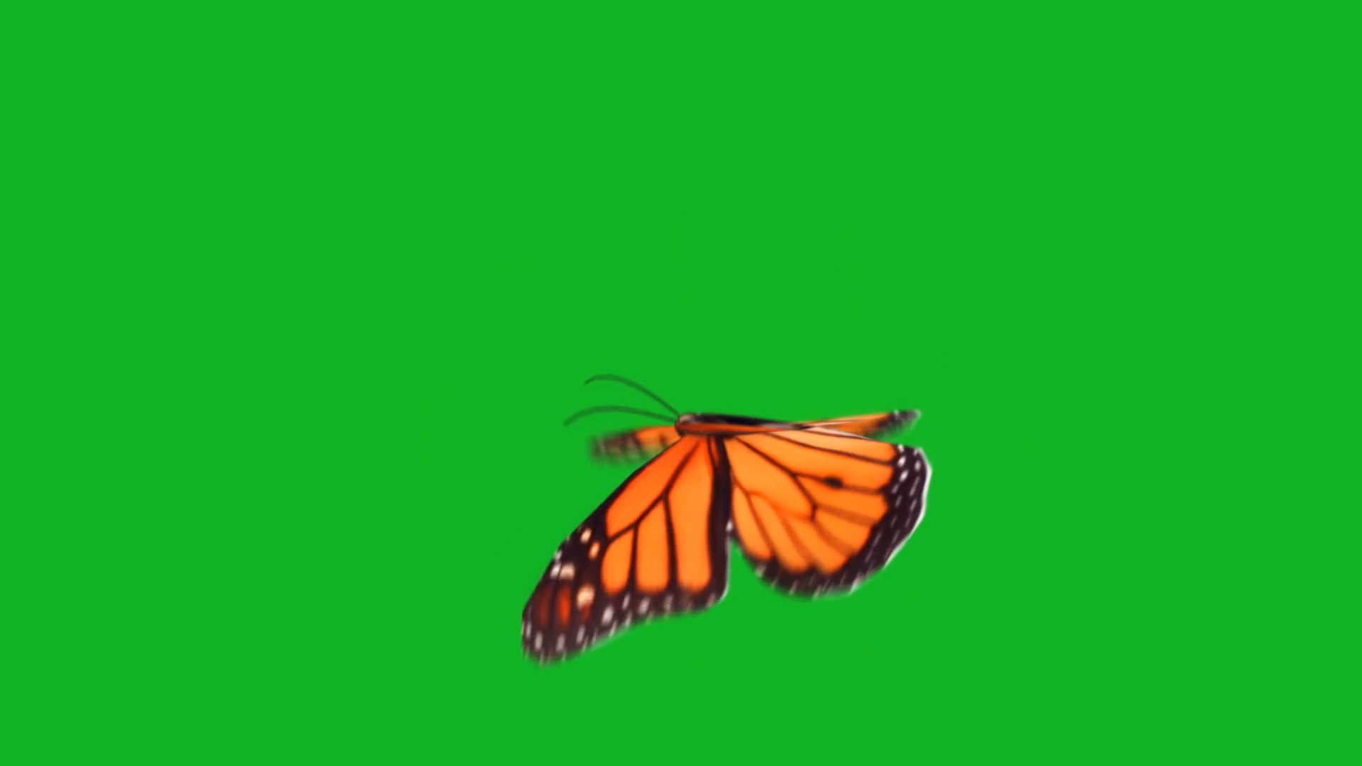 蝴蝶翩翩飞舞绿幕视频ae模板视频的预览图