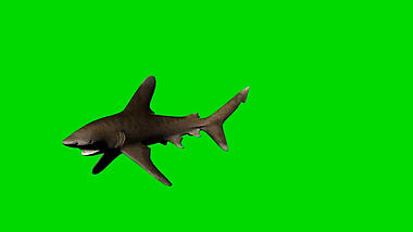 鲨鱼穿梭合成绿幕视频ae模板视频的预览图