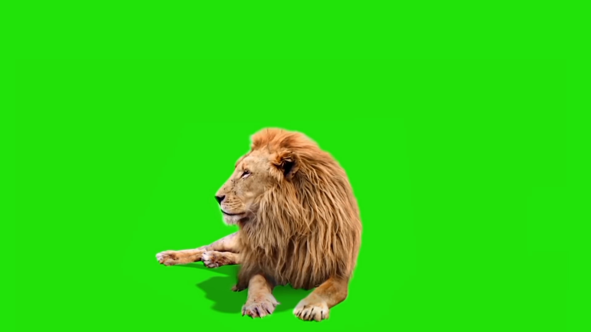 动物狮子绿屏抠像绿幕视频ae模板视频的预览图