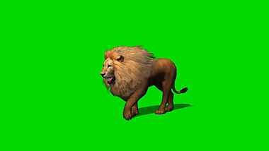 狮子慢慢行走绿幕视频ae模板视频的预览图